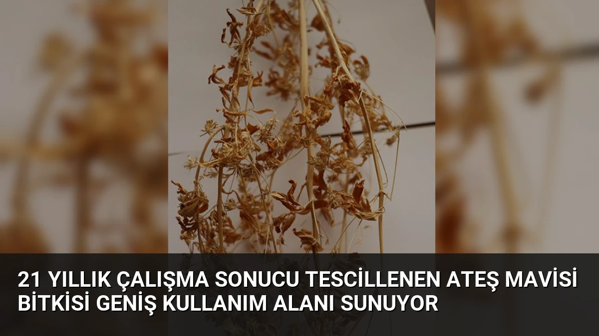 21 Yıllık Çalışma Sonucu Tescillenen Ateş Mavisi Bitkisi Geniş Kullanım Alanı Sunuyor