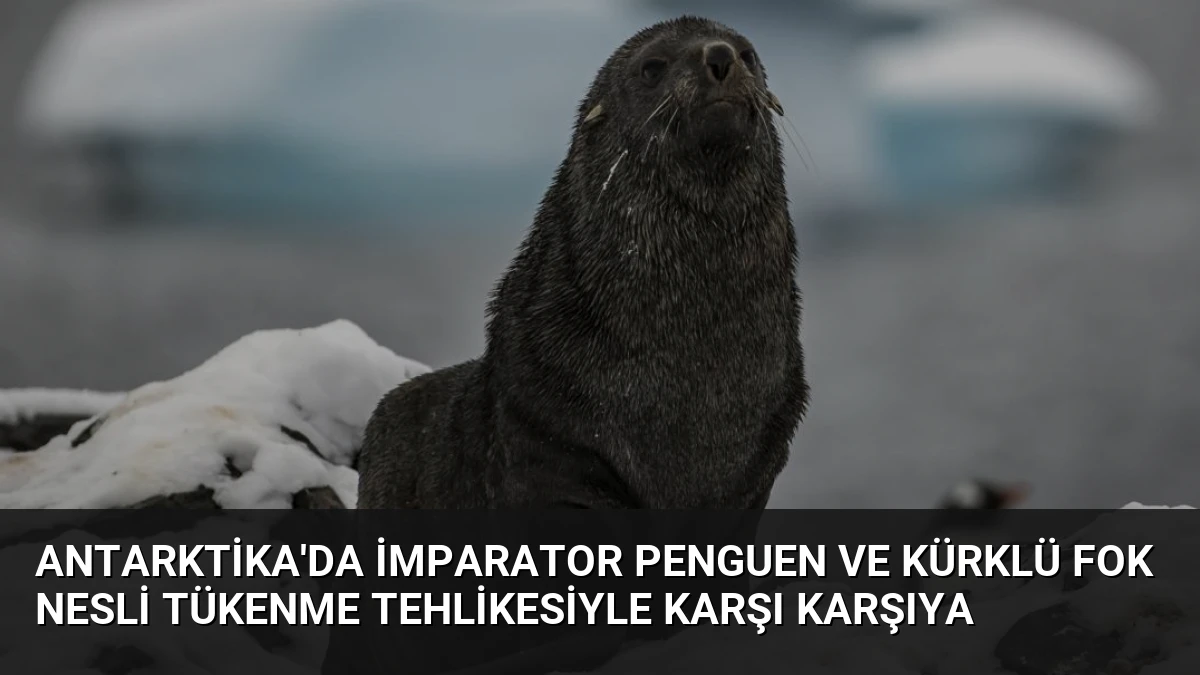 Antarktika’da İmparator Penguen ve Kürklü Fok Nesli Tükenme Tehlikesiyle Karşı Karşıya