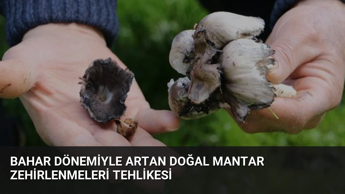 Bahar Dönemiyle Artan Doğal Mantar Zehirlenmeleri Tehlikesi