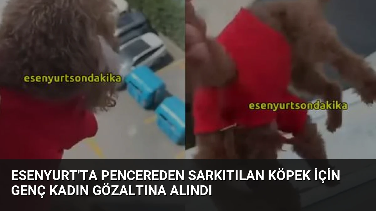 Esenyurt’ta Pencereden Sarkıtılan Köpek İçin Genç Kadın Gözaltına Alındı