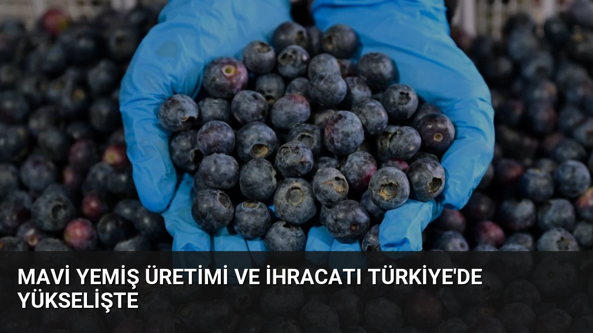 Mavi Yemiş Üretimi ve İhracatı Türkiye’de Yükselişte