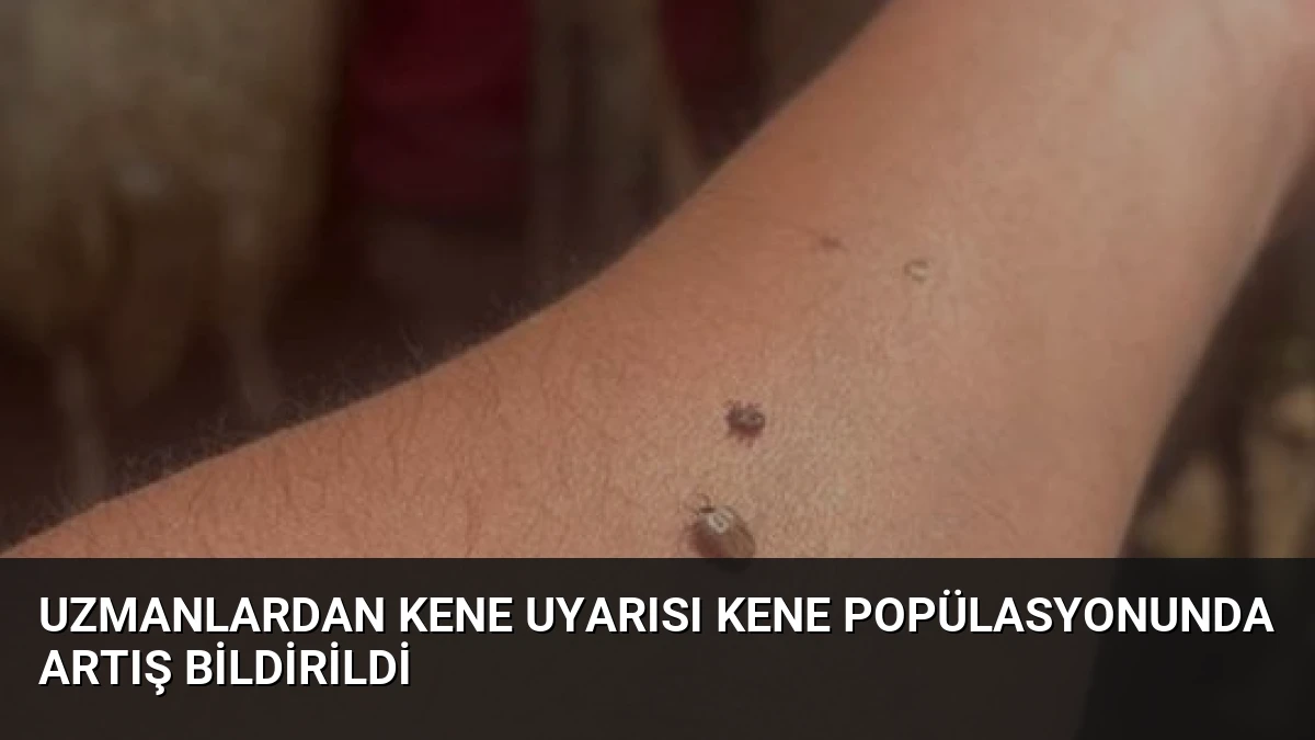 Uzmanlardan Kene Uyarısı Kene Popülasyonunda Artış Bildirildi