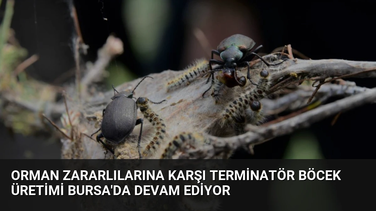 Orman Zararlılarına Karşı Terminatör Böcek Üretimi Bursa’da Devam Ediyor