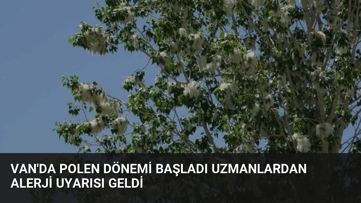 Van’da Polen Dönemi Başladı Uzmanlardan Alerji Uyarısı Geldi