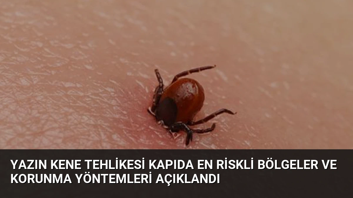 Yazın Kene Tehlikesi Kapıda En Riskli Bölgeler ve Korunma Yöntemleri Açıklandı