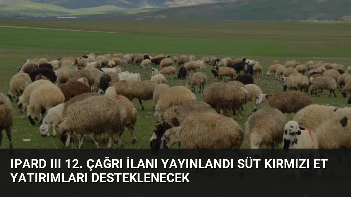 IPARD III 12. Çağrı İlanı Yayınlandı Süt Kırmızı Et Yatırımları Desteklenecek
